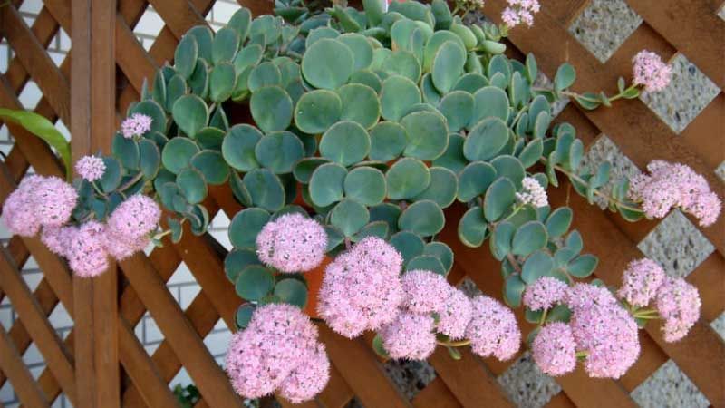 Planta suculenta Sedum sieboldii