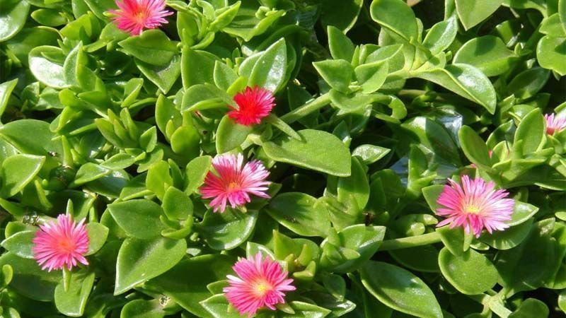 Planta suculenta aptenia cordifolia