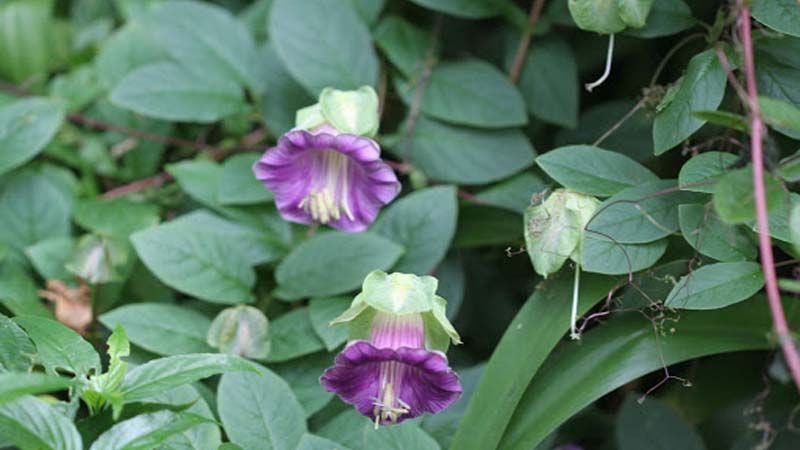 Planta trepadora Cobaea scandens