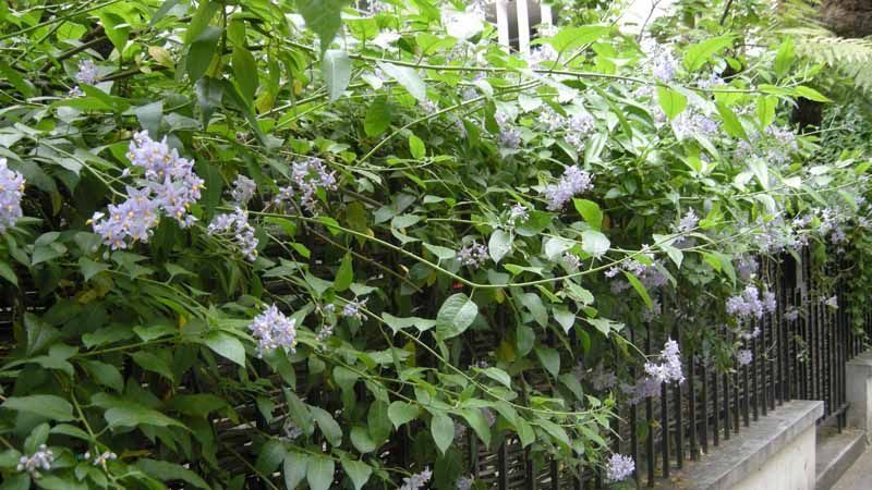 Planta trepadora Solanum crispum