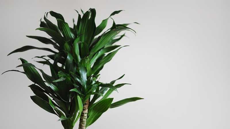 Planta tronco de Brasil