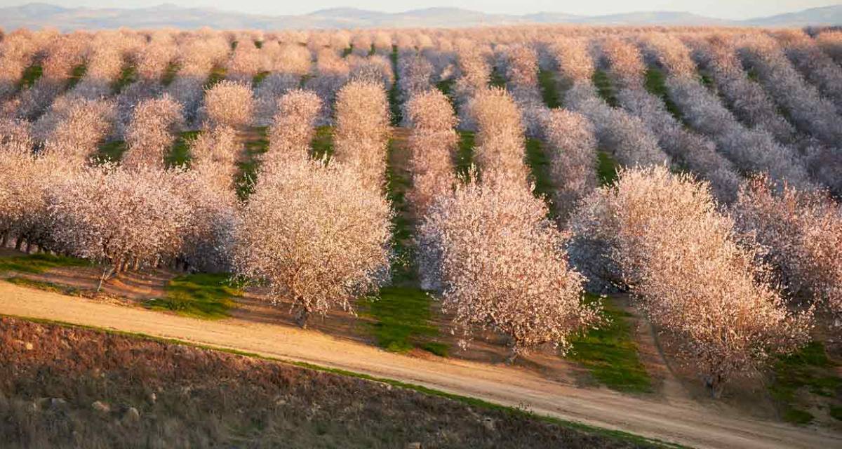 Plantacion de almendros