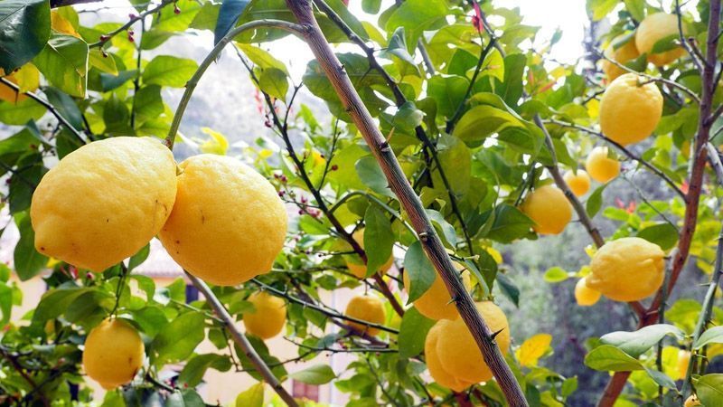 Plantación de limoneros