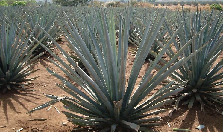 Plantación de agave tequilana