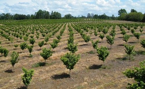 Plantación de avellanoe europeo