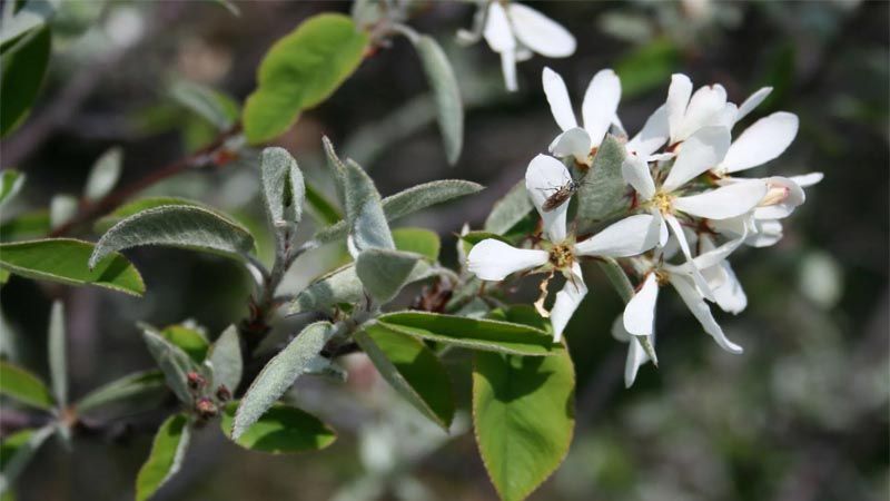 Plantar Amelanchier ovalis