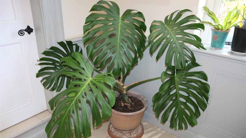 Plantar Monstera deliciosa