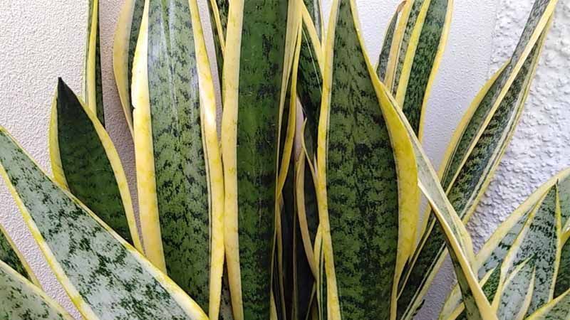 Plantar Sansevieria