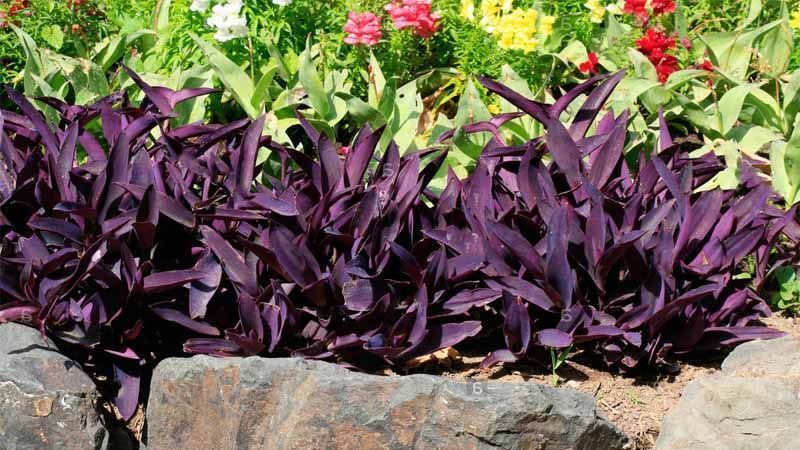 Plantar Tradescantia pallida