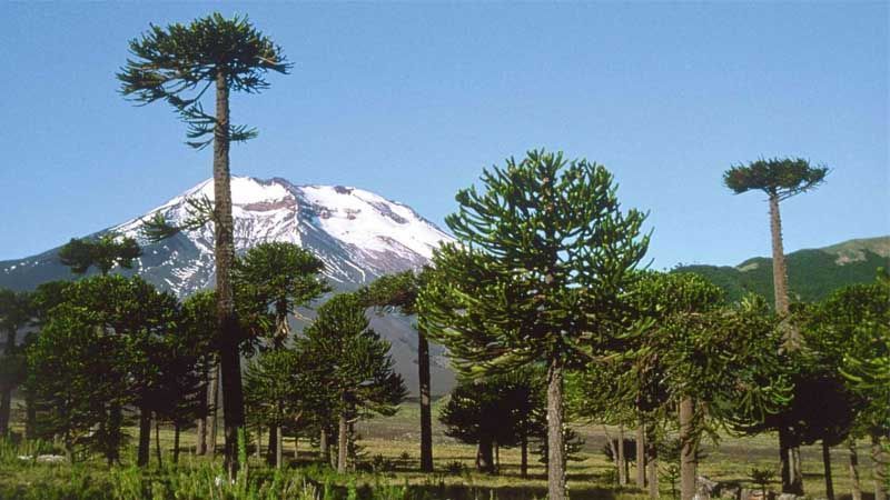 Plantar araucaria araucana