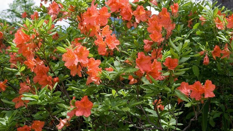 Plantar azalea japonica