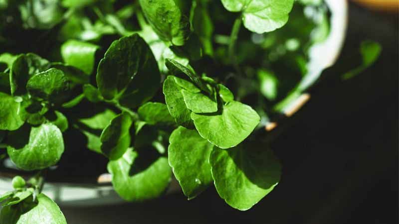 Plantar berros