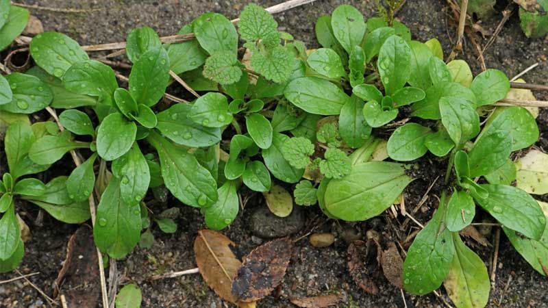 Plantar canónigos