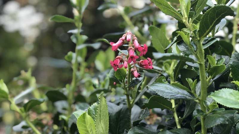 Plantar escalonia