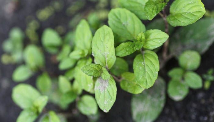 Plantar hierbabuena en casa