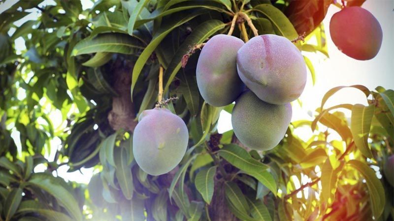 Plantar mangos
