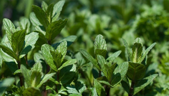 Plantar menta en el huerto