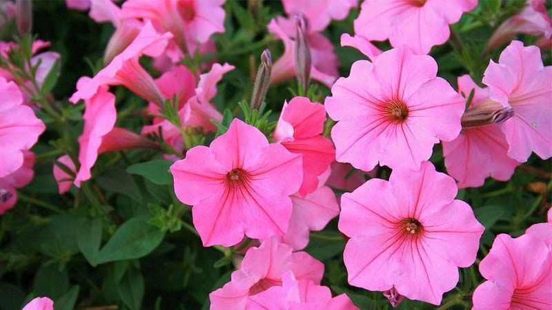 Plantar petunias