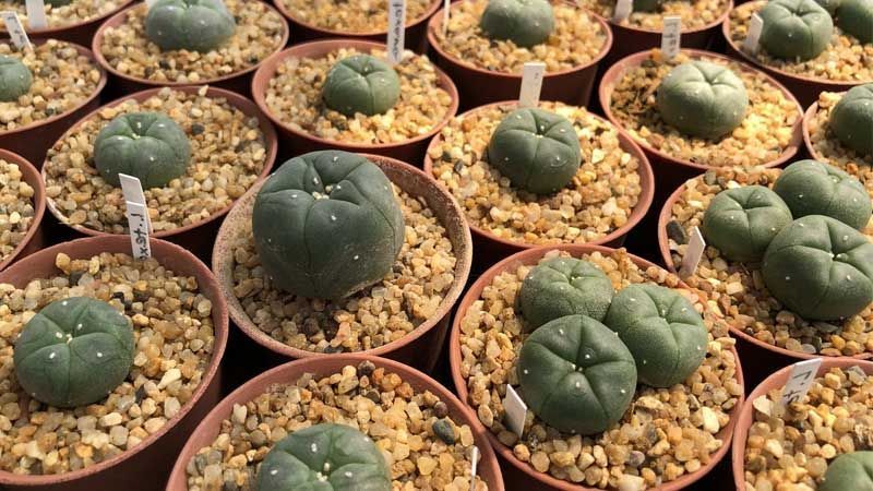 Plantar peyote