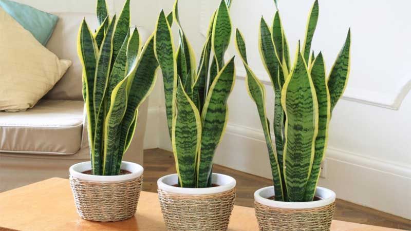 Plantar sanseviera
