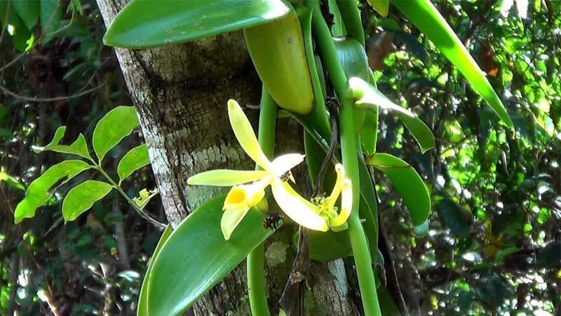 Plantar vainilla