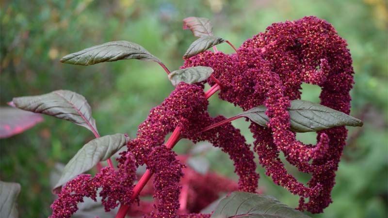 Plantas amaranto Amaranthus caudatus
