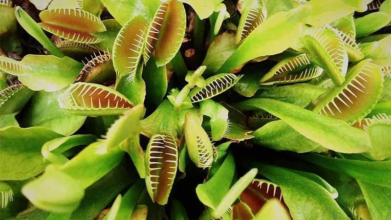 Plantas carnívoras