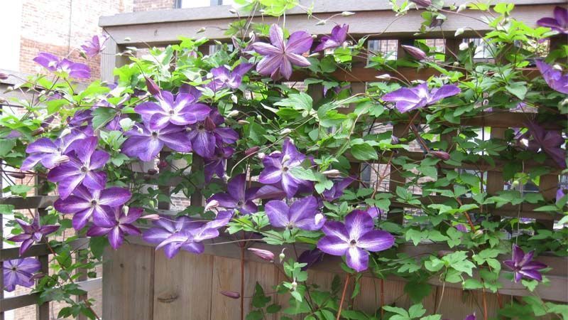Plantas clematis