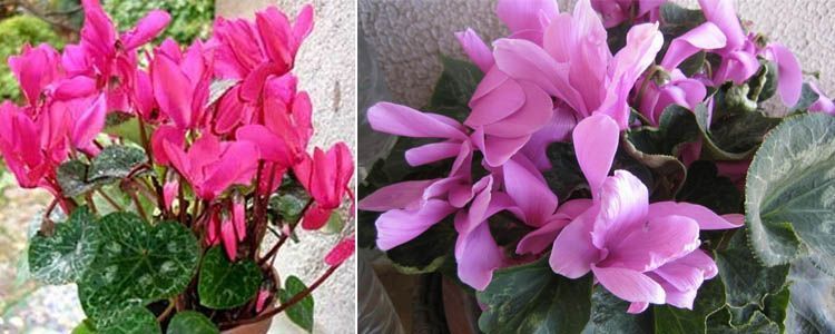 Plantas de ciclamen