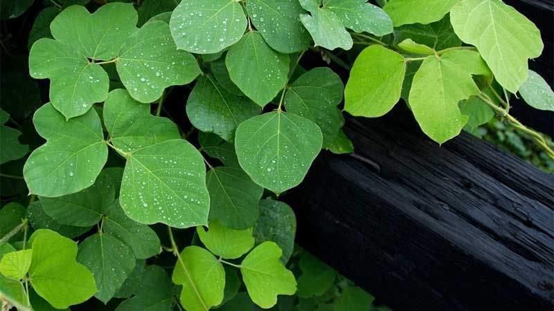 Plantas invasoras