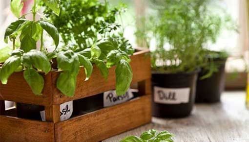 Plantas medicinales y aromáticas