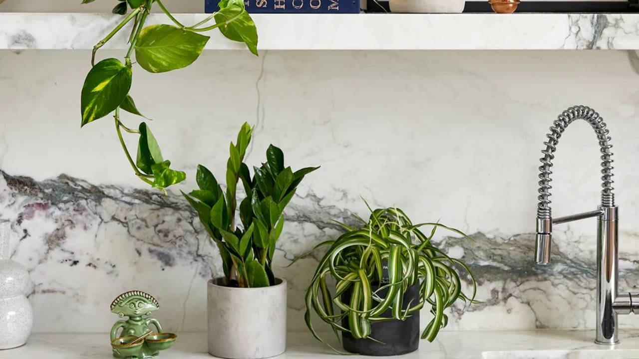 Plantas para la cocina