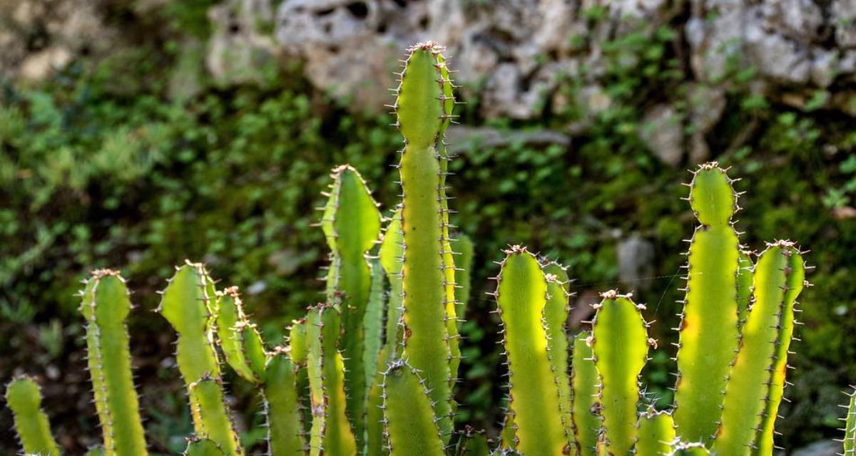 Plantas que pueden vivir en terrenos salinos
