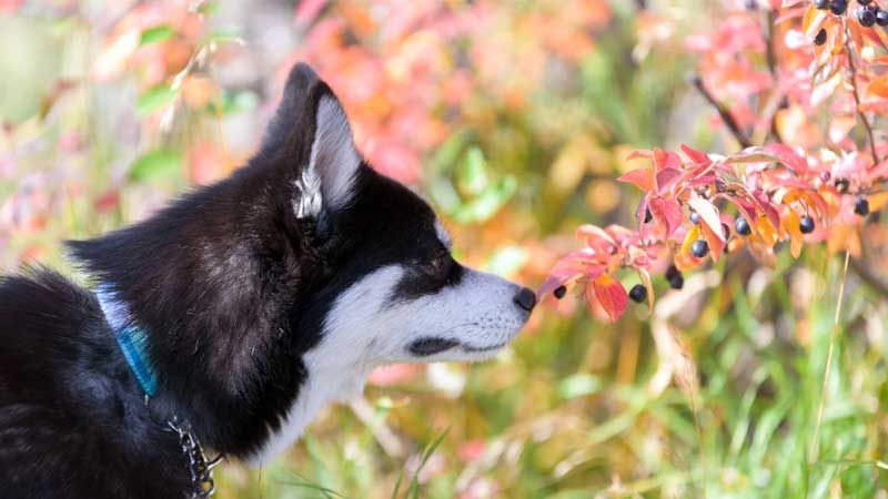 Plantas tóxicas para perros