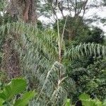 Plectocomia elongata Tipos de palmeras
