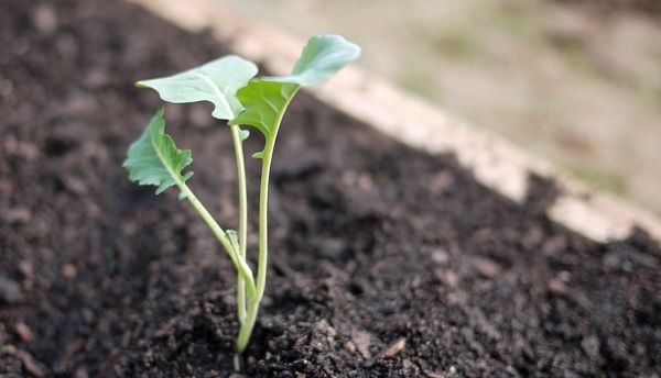 El huerto en enero cultivo de brócoli