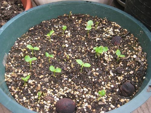 Plántulas de papaya creciendo