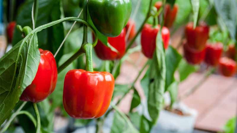 Poda del pimiento