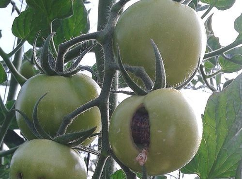 Podredumbre en tomate
