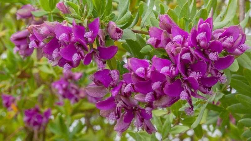 Polygala myrtifolia