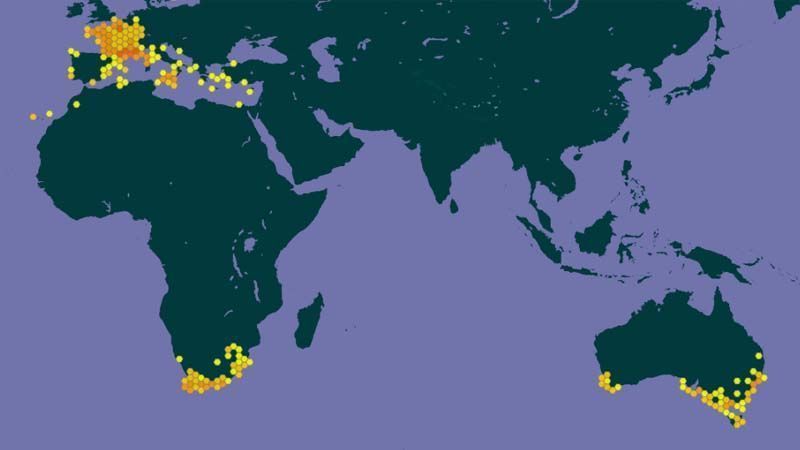 Polygala myrtifolia distribución mundial