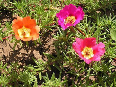 flor de portulaca grandiflora
