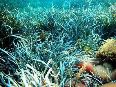 posidonia bioindicador medioambiental