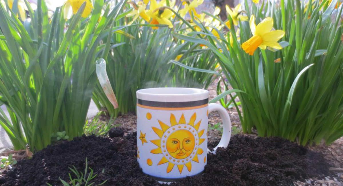 posos de café