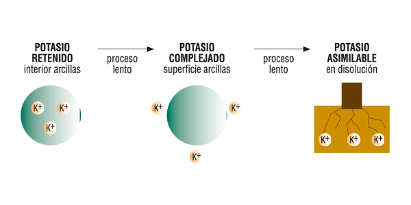 Potasio asimilable suelo