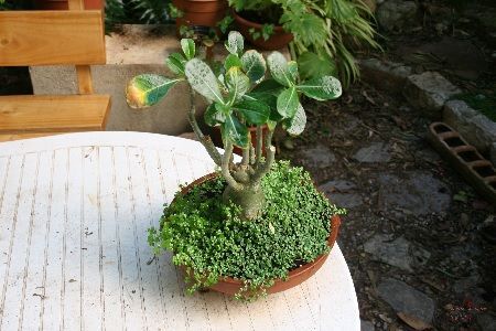 Preparación Adenium obesum