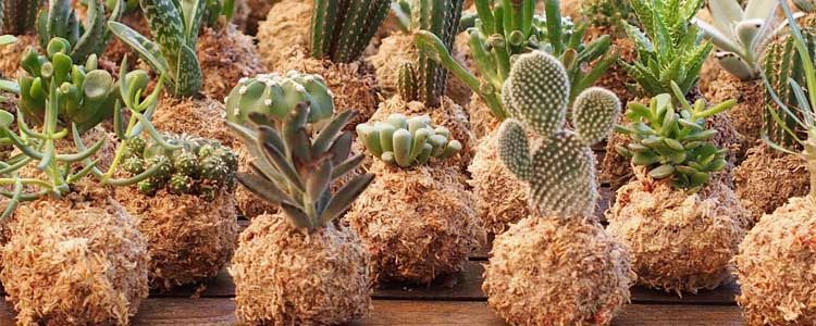 Preparar bolas de musgo para cultivo