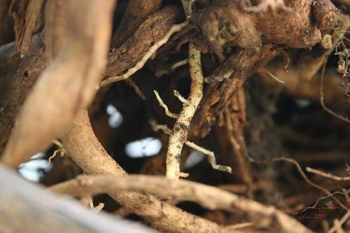 Procedimiento de trasplante de Phyllodendrum Procedimiento de trasplante de Phyllodendrum