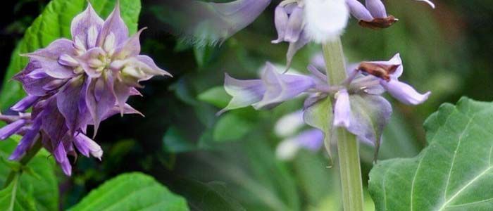 Propiedades de salvia divinorum
