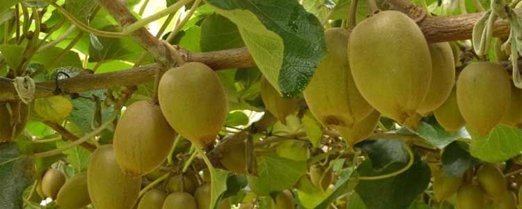 Propiedades del kiwi amarillo